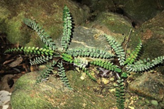 <p>Dương xỉ Polystichum quangbinhense - loài mới cho khoa học</p>